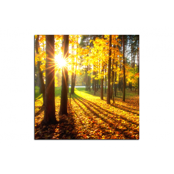 Obraz na plátně - Podzimní les - čtverec